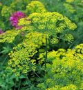 Bouquet Dill Seeds - Anethum graveolens, 500 Seeds for Culinary & Garden Use