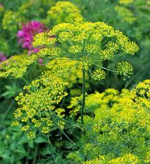Bouquet Dill Seeds - Anethum graveolens, 500 Seeds for Culinary & Garden Use