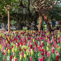 Antirrhinum Majus Rainbow Mix Snapdragon Seeds – 1000+ Multicolor Seeds