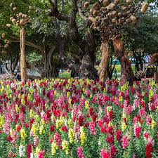 Antirrhinum Majus Rainbow Mix Snapdragon Seeds – 1000+ Multicolor Seeds