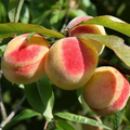 Prunus persica California Peach Cuttings - 7 Live 6" Starter Plants (Bare Root) USDA 5-9