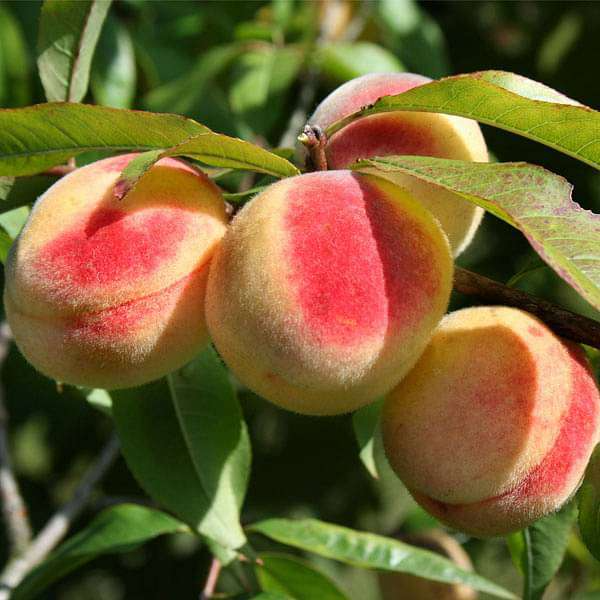 Prunus persica California Peach Cuttings - 7 Live 6" Starter Plants (Bare Root) USDA 5-9