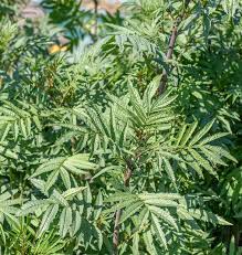 Black Mint Huacatay Seeds (Tagetes minuta) – Heirloom, Fragrant Minty-Anise Flavor, High Yield
