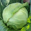 500 Copenhagen Market Cabbage Seeds – Heirloom, Early-Maturing Brassica oleracea