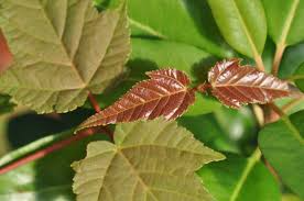 Snakebark Maple (Acer grosseri) - 10 Seeds