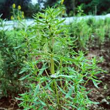 Summer Savory Seeds - 1g, Heirloom Culinary Herb, Satureja hortensis