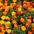Sparky Mixture Marigold Seeds (500mg) – French Marigold Blend, Yellow & Mahogany, Compact Annual
