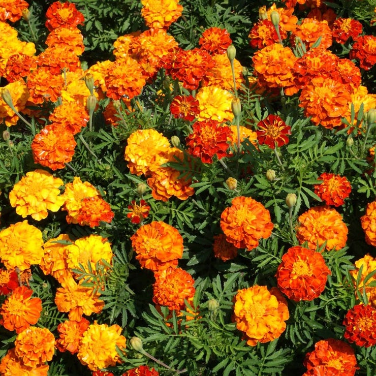 Sparky Mixture Marigold Seeds (500mg) – French Marigold Blend, Yellow & Mahogany, Compact Annual