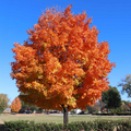 Sugar Maple Tree Acer saccharum Bare Root 2-3 ft | Fast-Growing Shade Tree