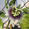 Red Passion Fruit Starter Plant Passiflora edulis – 1'-2' Live Vine