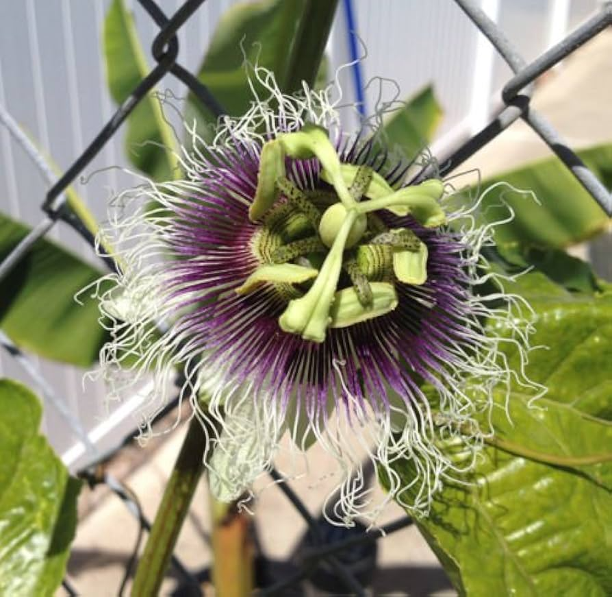 Red Passion Fruit Starter Plant Passiflora edulis – 1'-2' Live Vine