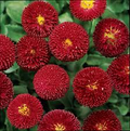 Red Burst English Daisy Seeds - 200+ Red Blooms, Bellis perennis, Perennial - 4-6 in tall