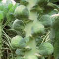 Nautic F1 Brussels Sprouts Seeds - 500+ High-Yield Cold-Hardy Hybrid