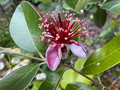 Pineapple Guava (Feijoa sellowiana) Unrooted Cuttings – 4 x 6-8" for Propagation