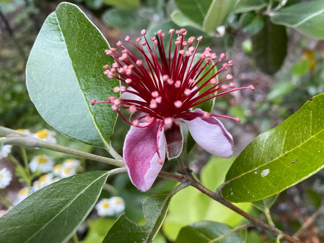 Pineapple Guava (Feijoa sellowiana) Unrooted Cuttings – 4 x 6-8" for Propagation