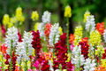 Cinderella Snapdragon Seeds (Antirrhinum majus) - 1000+ Seeds, Delicate Pastel Blooms