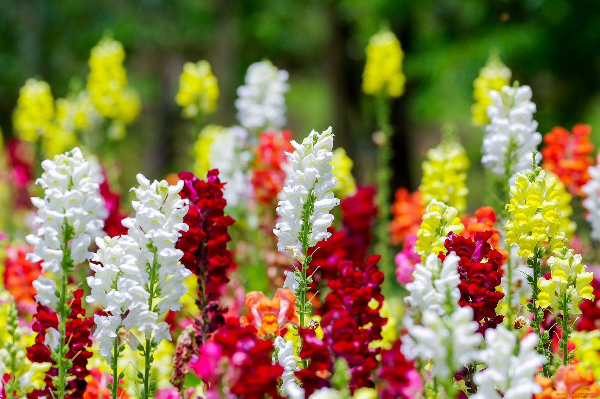 Cinderella Snapdragon Seeds (Antirrhinum majus) - 1000+ Seeds, Delicate Pastel Blooms