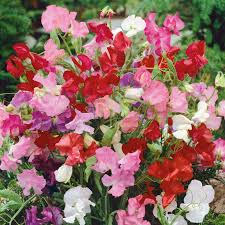 Bijou Mix Sweet Pea Seeds - Non-GMO, Fragrant Multicolor Blooms, 10-18 Inches, Direct Sow