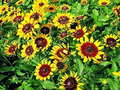 Daisy Gloriosa (Rudbeckia hirta) Seeds - 300 Yellow Wildflower, Perennial, Drought-Tolerant, Pollinator-Friendly
