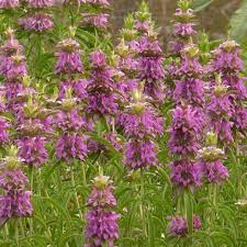 Lemon Mint (Monarda citriodora) Seeds – 2000 Seeds for Teas, Culinary Use & Pollinator Gardens