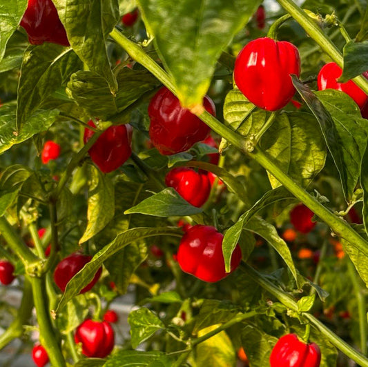 Red Habanero Pepper Seeds (Capsicum chinense) – Fiery Heirloom Seed Pack, 20 Seeds