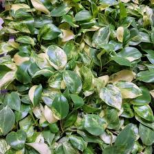 Philodendron 'Burle Marx' – Live Bare-Root Plant, Tropical Indoor Houseplant