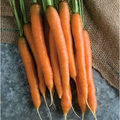 Mokum Carrot Seeds - 1000+ Early Maturing Hybrid Carrots, Sweet Crisp 6-8" Roots