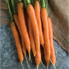 Mokum Carrot Seeds - 1000+ Early Maturing Hybrid Carrots, Sweet Crisp 6-8" Roots