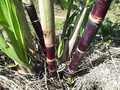 Sugarcane Cuttings - 5 Dark Green & Purple 2" Rooted Cuttings, Starter Plant