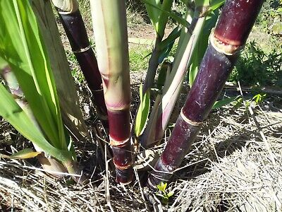 Sugarcane Cuttings - 5 Dark Green & Purple 2" Rooted Cuttings, Starter Plant