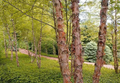 Copper/River Birch Betula nigra - 2-3 ft Bare Root Live Tree