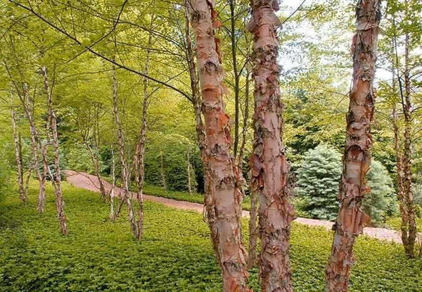 Copper/River Birch Betula nigra - 2-3 ft Bare Root Live Tree