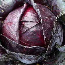 750 Red Acre Cabbage Seeds - Non-GMO Heirloom, 7" Heads, 75-90 Days