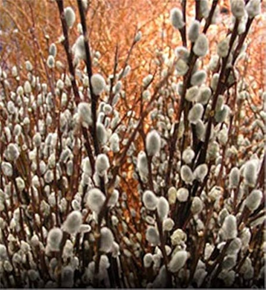 Pussy Willow Salix discolor Cuttings (10 Unrooted) - Easy to Root