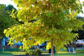 American Sycamore Tree Starter Plant (Platanus occidentalis) Bare Root 2-3 ft