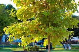 American Sycamore Tree Starter Plant (Platanus occidentalis) Bare Root 2-3 ft