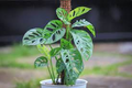 Monstera Adansonii Swiss Cheese Unrooted Cuttings - 3 Fresh Propagation Cuttings