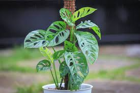 Monstera Adansonii Swiss Cheese Unrooted Cuttings - 3 Fresh Propagation Cuttings