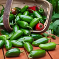 Jalapeño M Pepper Seeds - Heirloom, Non-GMO, Medium Heat (2,500–5,000 SHU) - 25 Seeds