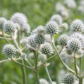 Eryngium yuccifolium (Rattlesnake Master) Seeds — 1 Gram for Planting
