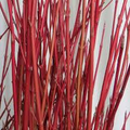 Bright Red Dogwood Unrooted Cuttings (Cornus sericea) - Hardy Shrub with Red Stems