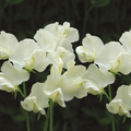 Cathy Sweet Pea Seeds - Pure White Blooms, Climbing Vine (50+ Seeds) – Lathyrus odoratus