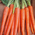 Imperator Carrot Seeds (Daucus carota) - Heirloom, 300 Seeds for Long, Sweet, Crisp Roots