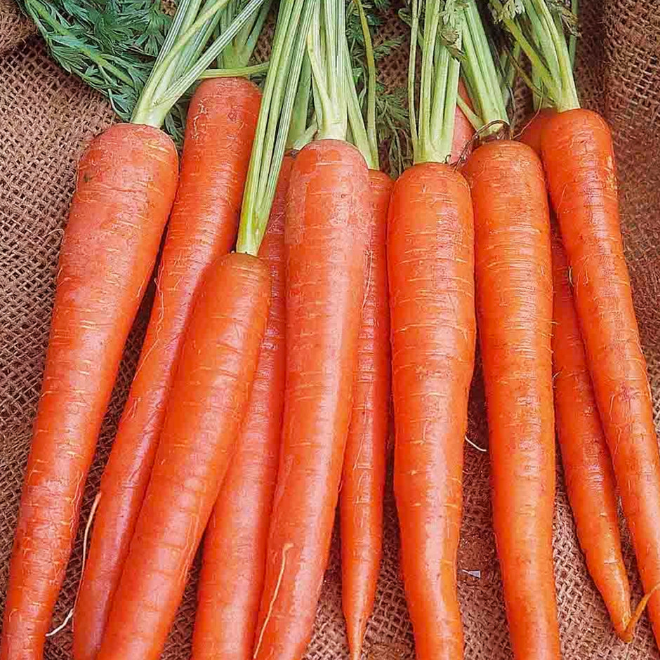 Imperator Carrot Seeds (Daucus carota) - Heirloom, 300 Seeds for Long, Sweet, Crisp Roots