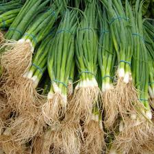 Onion Bunching Tokyo Long Seeds – 1g Heirloom Allium fistulosum Green Onions