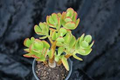 Hobbit Friendship Tree Crassula ovata Unrooted Cuttings - 4x 3-4"