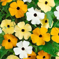 Black Eyed Susan Vine Seeds - Mixed Colors (Thunbergia alata) 50 Seeds, Non-GMO