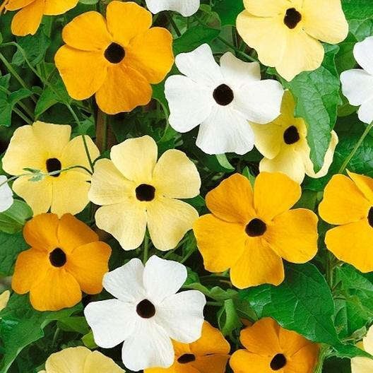Black Eyed Susan Vine Seeds - Mixed Colors (Thunbergia alata) 50 Seeds, Non-GMO