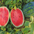 Sweet Watermelon Seeds - Heirloom Citrullus lanatus, 25 Seeds