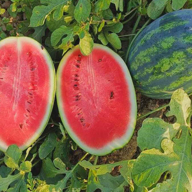 Sweet Watermelon Seeds - Heirloom Citrullus lanatus, 25 Seeds